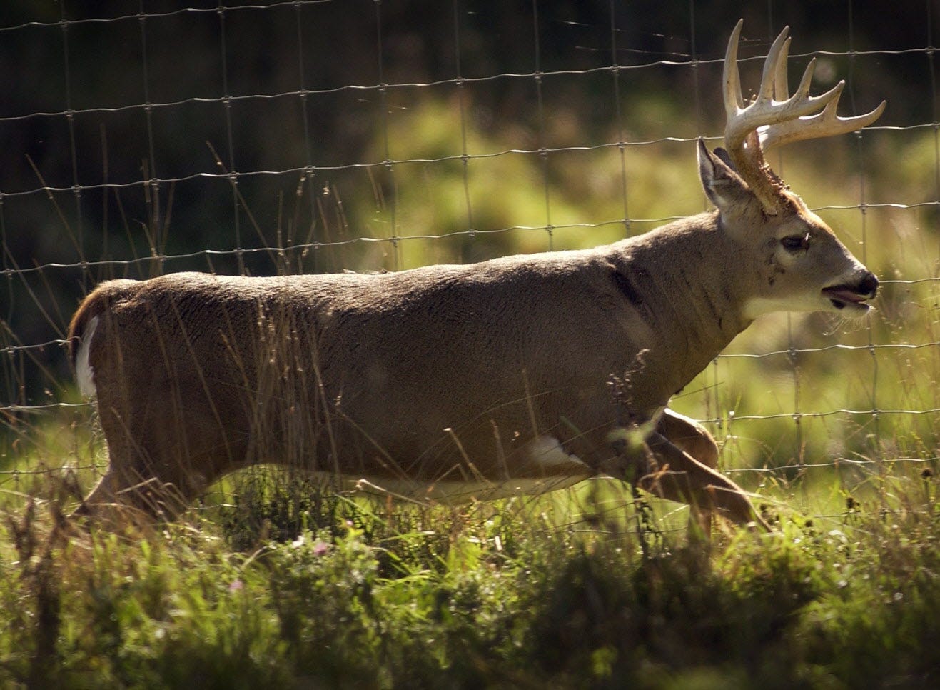 How to activate deer in World of Tanks How to activate deer in World of Tanks